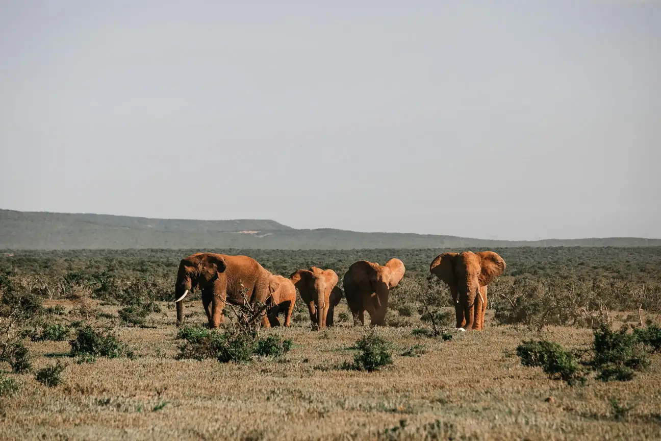 Serengeti