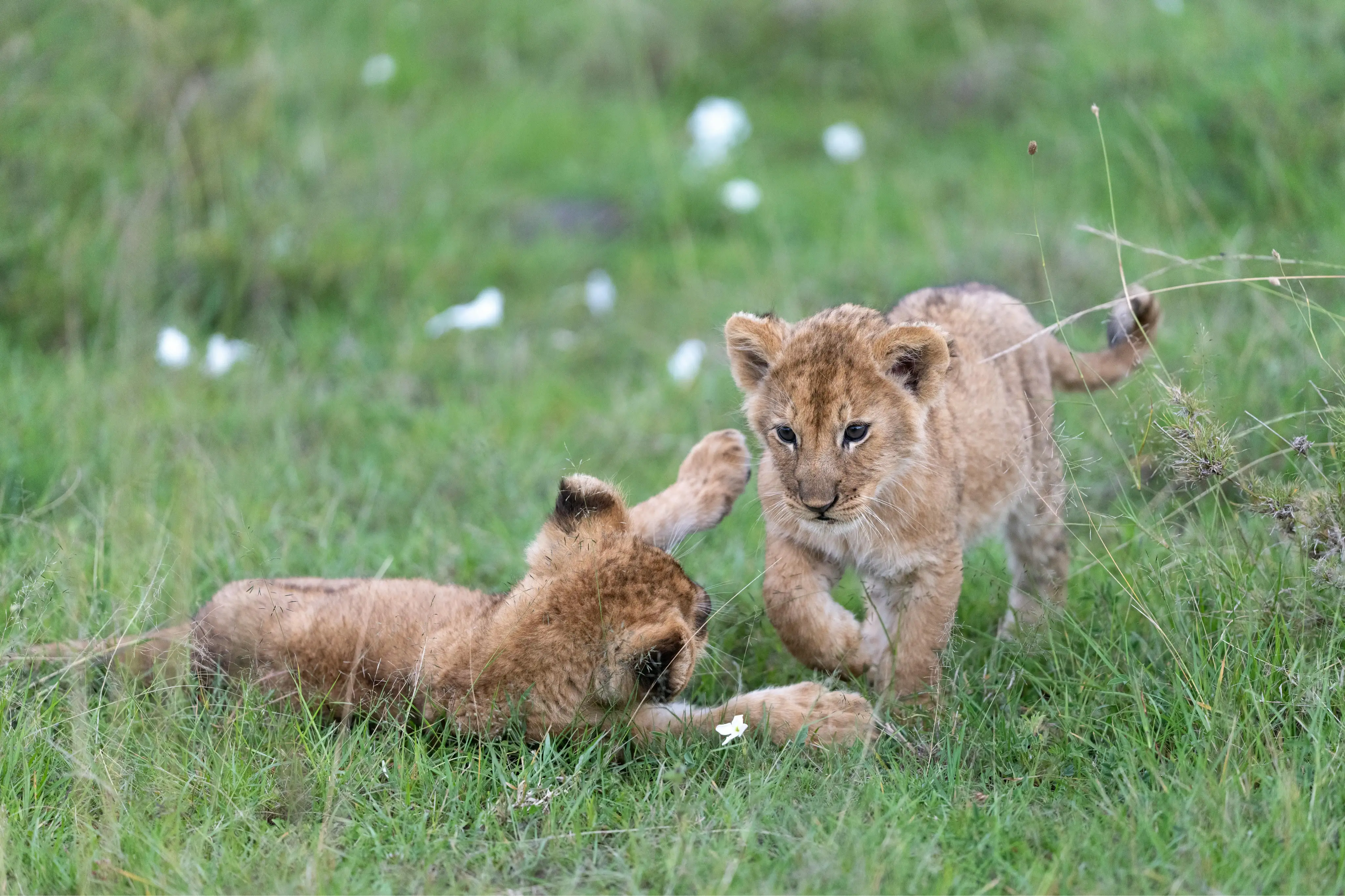 TARANGIRE NATIONAL PARK
