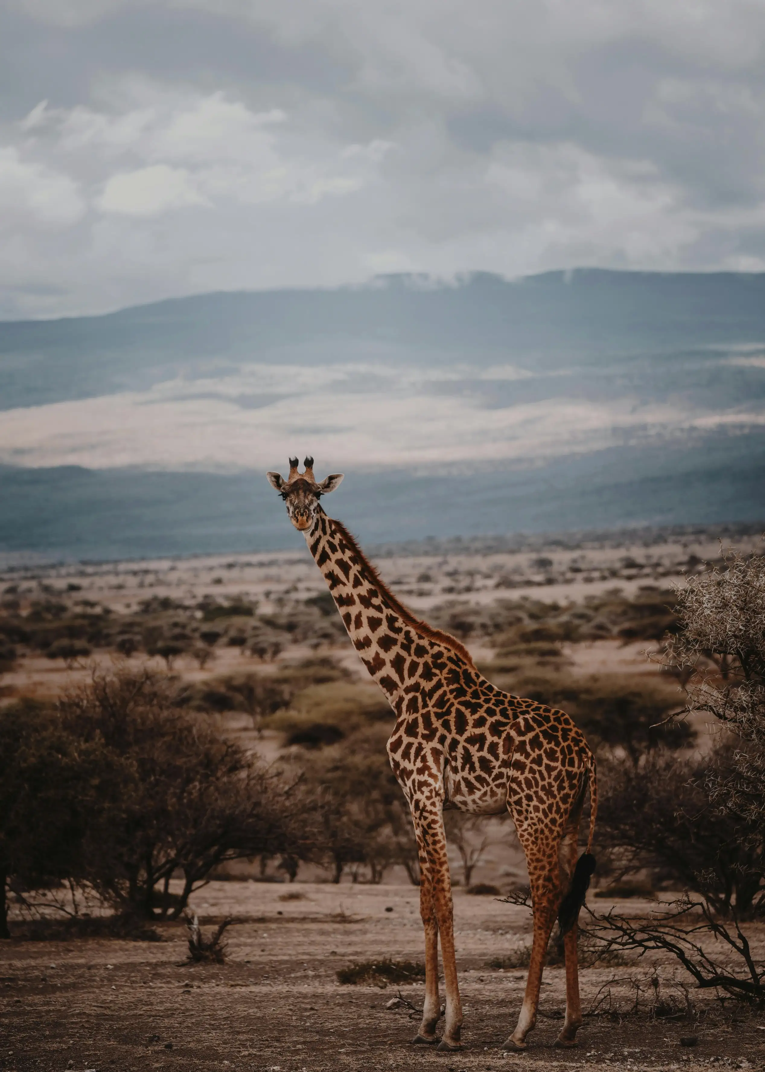 SERENGETI NATIONAL PARK