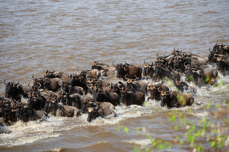 9-Day Great Migration Safari (Mara River Crossing) – Baobab Expeditions Tanzania