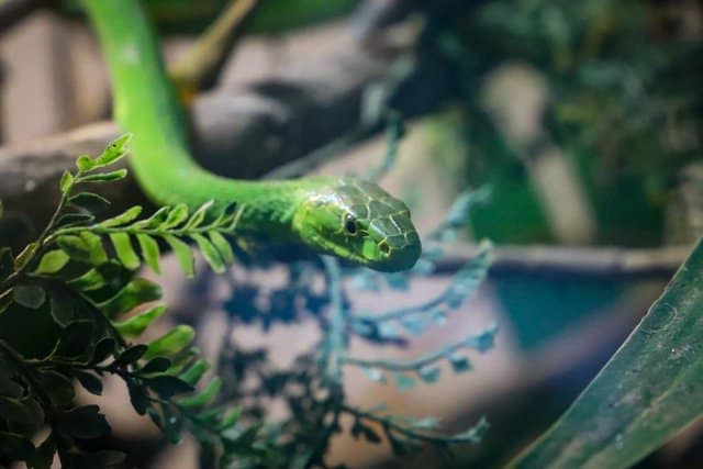 1-Day Meserani Snake Park - Baobab Expeditions Tanzania